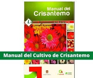 Manual del Cultivo de Crisantemo. PDF