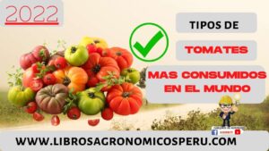 Tipos y Variedades de los tomates mas consumidos