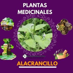 Planta Medicinal🌿 Alacrancillo 👍2022